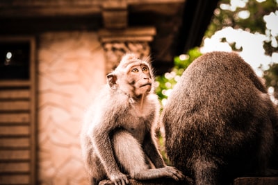 黑猴子的选择性聚焦摄影